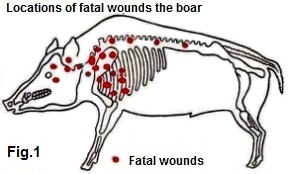 Fatal wounds boar