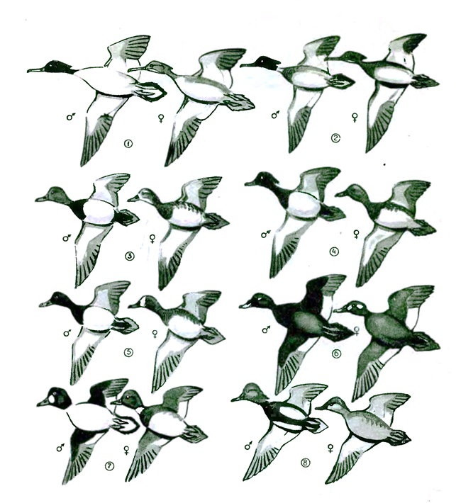 Sea ducks in flight