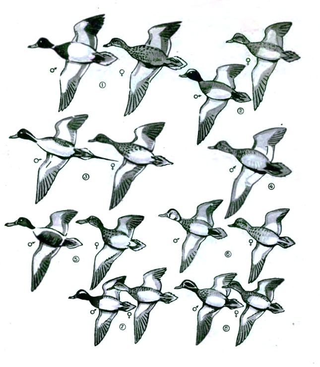Noble (river) ducks in flight