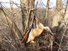 Foxs. Hunting in Ukraine