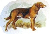 Russian hound.